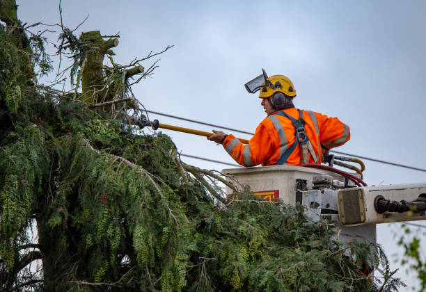 Best Root Management and Removal  in Caldwell, NJ
